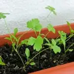 Parsley growing in a pot