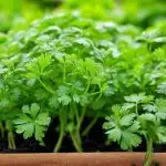 Parsley growing in a rectangular pot