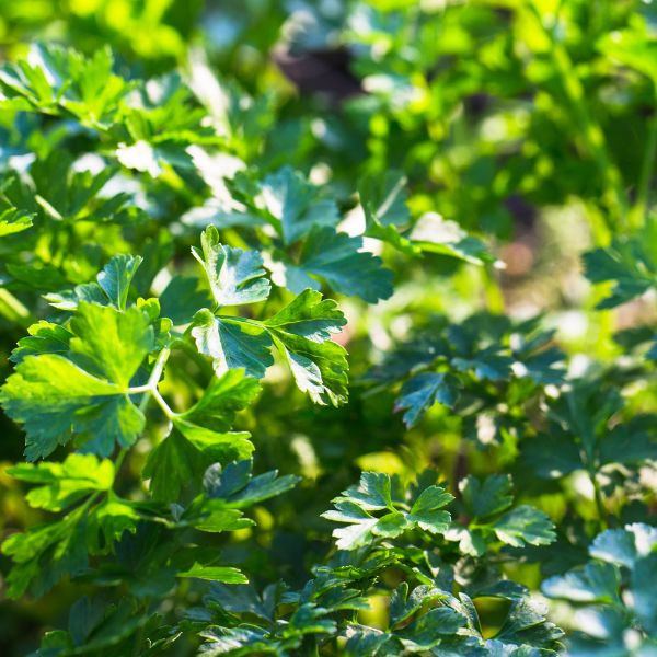 Parsley plant with sunlight shining down on them from above