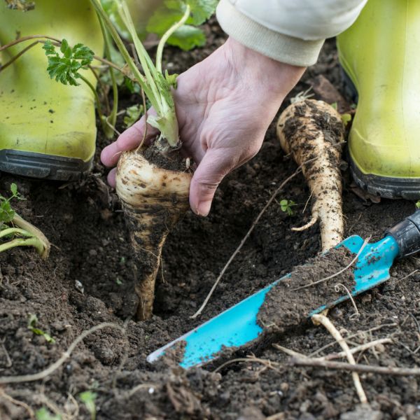 Parsnips being pulled out of ground by gardener in green boots