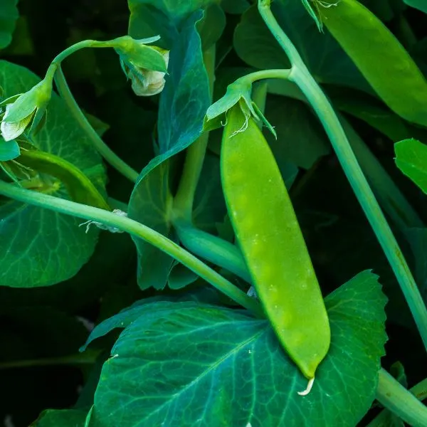 Peas resting on vine and leaf of pea plant