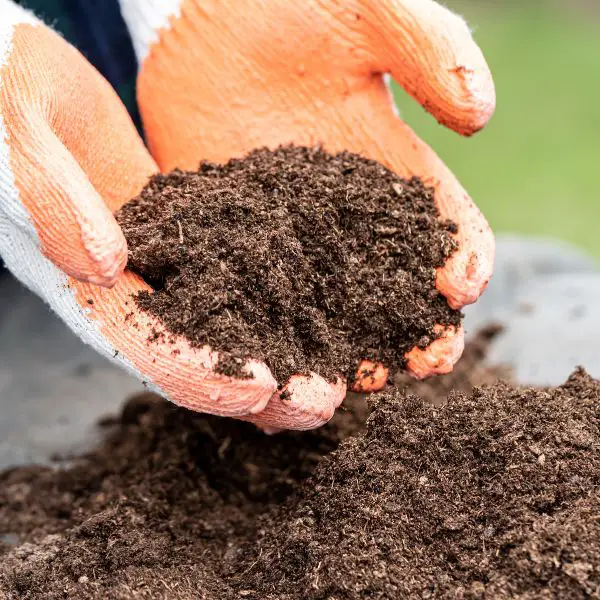 Peat moss being held by gardener in orange and white gloves