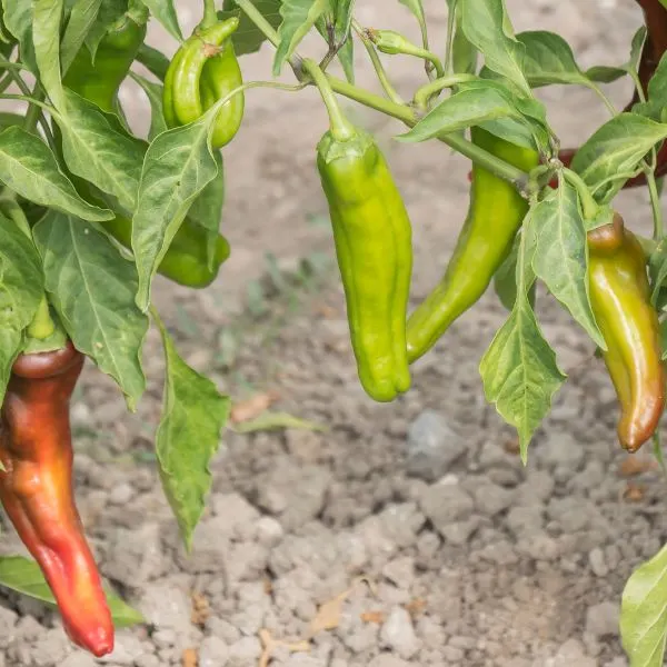 Peppers growing on pepper plants with varying stages of ripeness