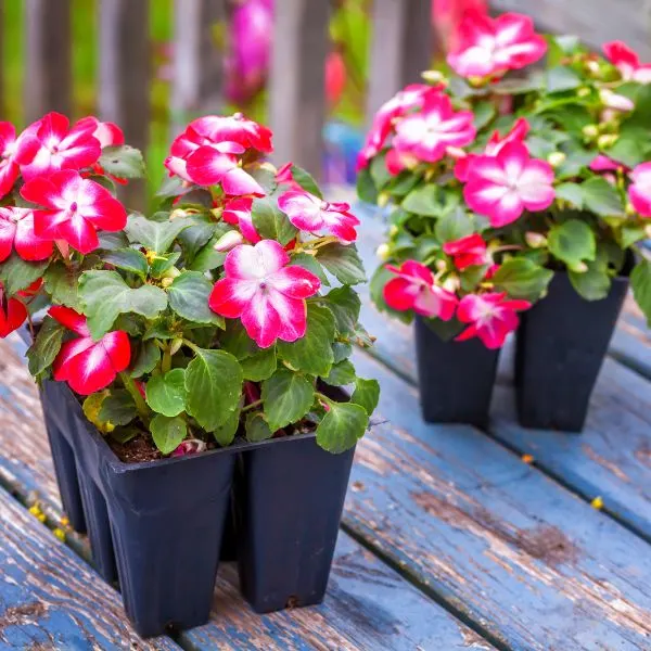 Pink and white Impatiens sitting on deck