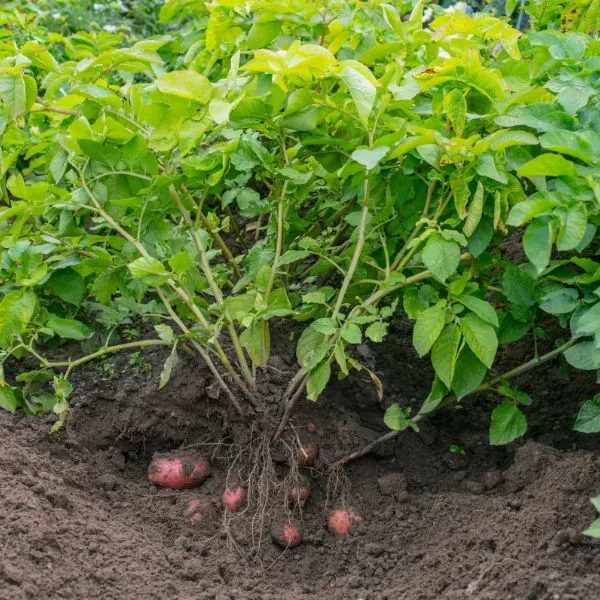 Potato plant with dirt dug out to show the roots and potatos