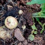 Potatos pulled out of the ground with stalk still attached