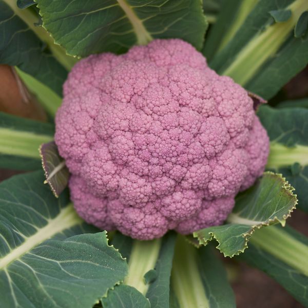 Purple Cauliflower close up