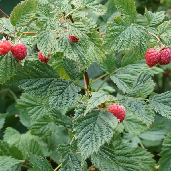 Raspberries on bush ready to be picked