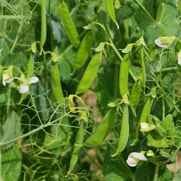 Ripe Peas growing in garden