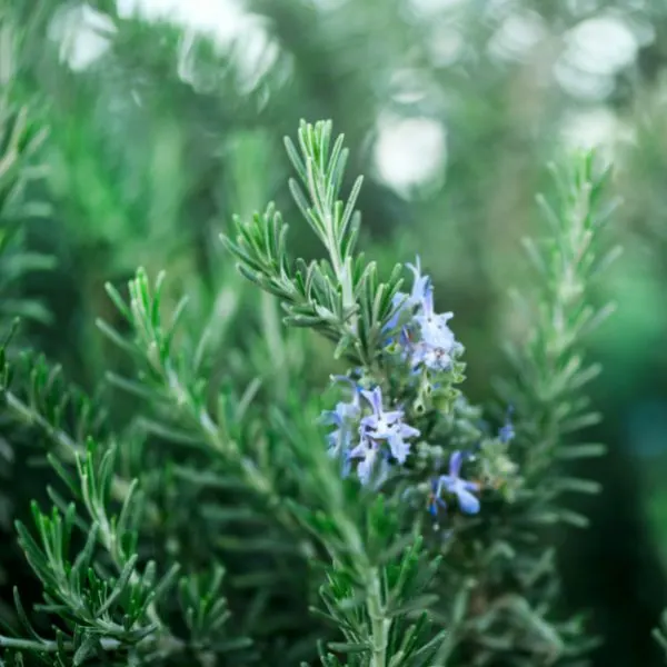 Rosemary plant with blossoming flowers