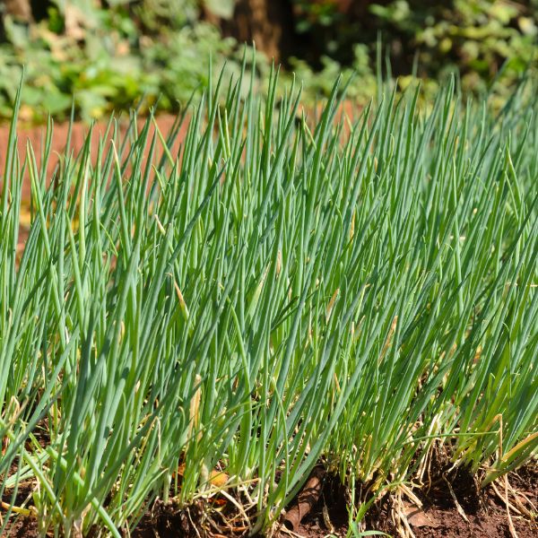 Row of Chives growing in garden