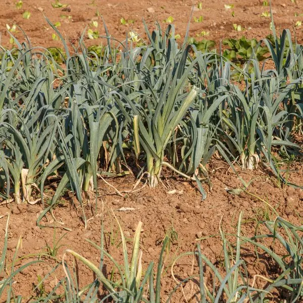 Row of onions growing in a field
