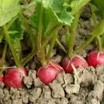Row of red radishes in a field ready to be pulled out