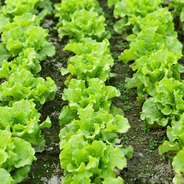 Rows of lettuce growing in a garden