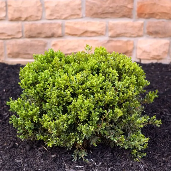 Shrub in front of house with mulch around it