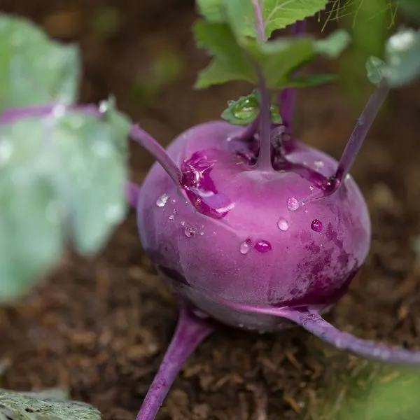 Single purple Kohlrabi in garden