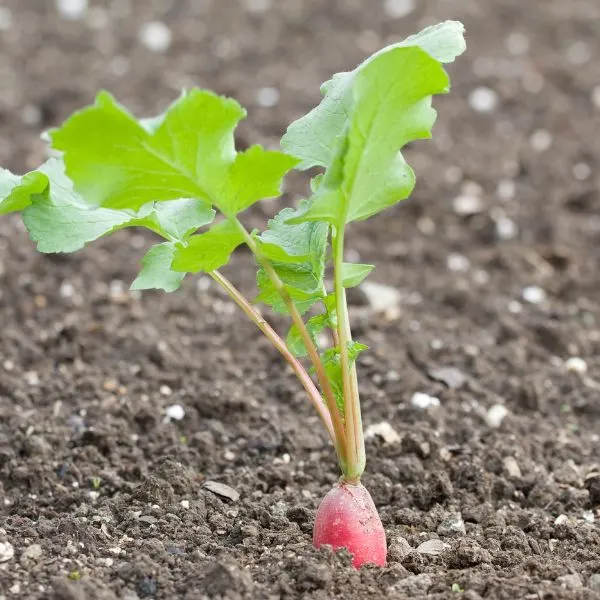 Single radish in field ready to be pulled out