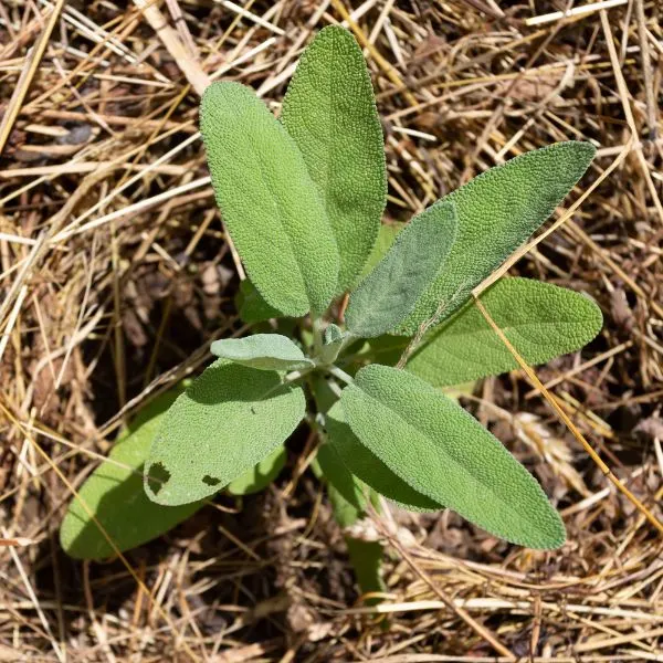 Single sage plant coming up with straw surrounding it and some holes in a leaf from bugs