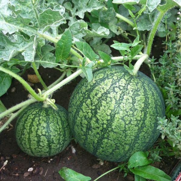 Small and a big watermelon on vine in Garden
