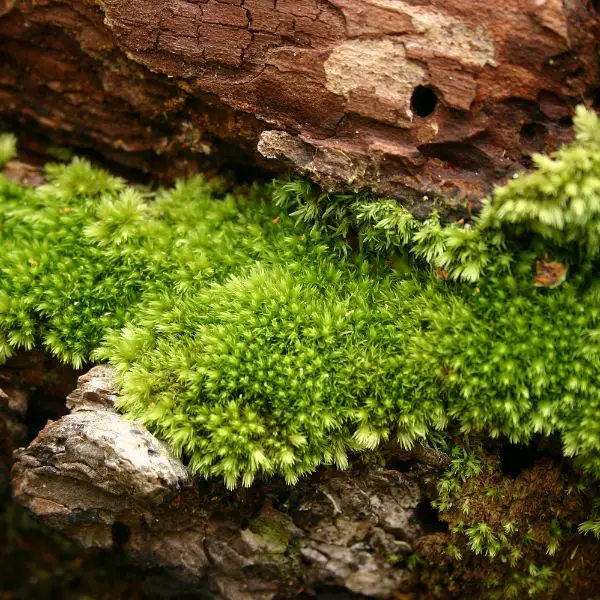 Sphagnum moss in canyon