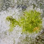 Sphagnum peat moss in ice