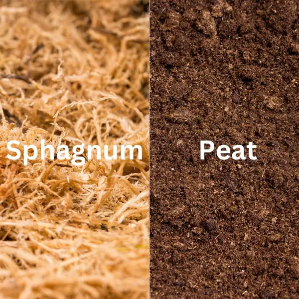 Sphagnum vs Peat Moss