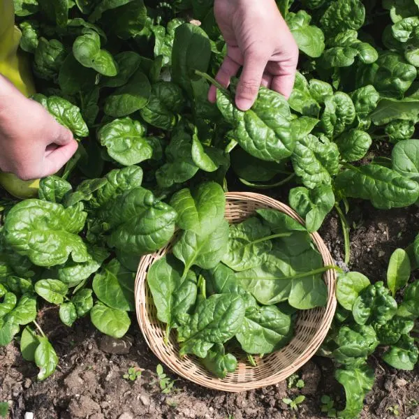 Spinach being picked and put in a whicker basket