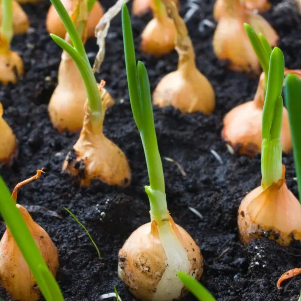 Sprotuing onion bulbs in soil