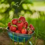 Strawberries in a bowl in the garden.