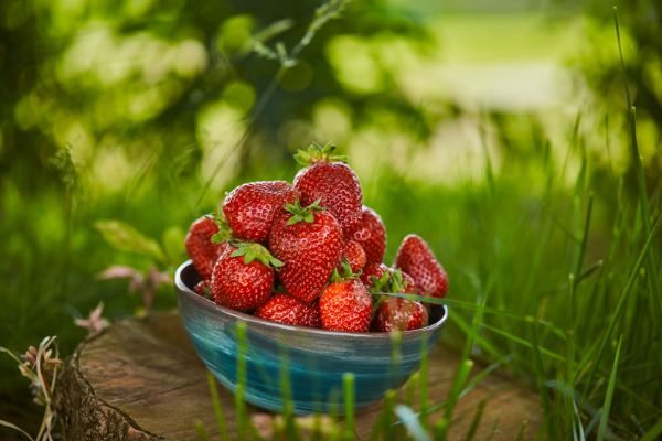 Strawberries in a bowl in the garden.