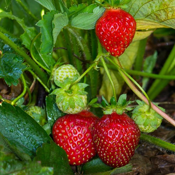 Strawberries ready to be picked on a plant