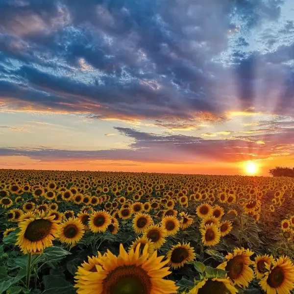 Sunflower field at Sunrise