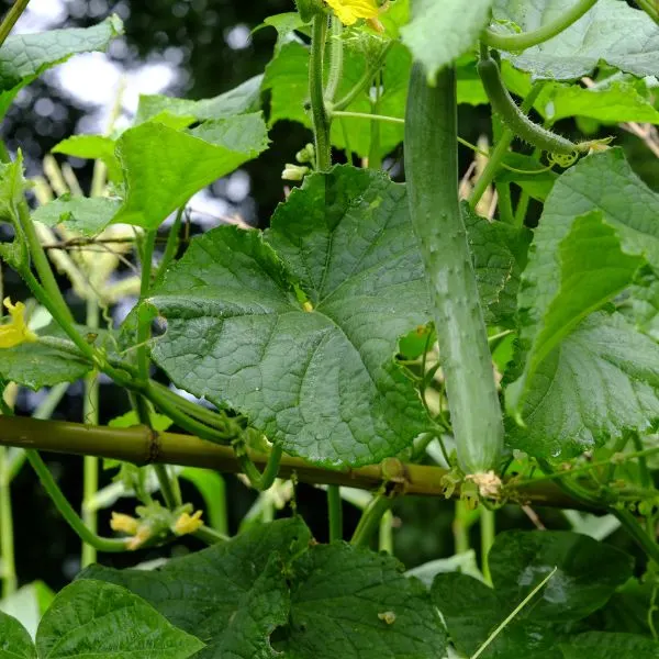 Thin cucumber handging from vine