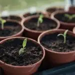 Tomato plant sprouts in starter pots