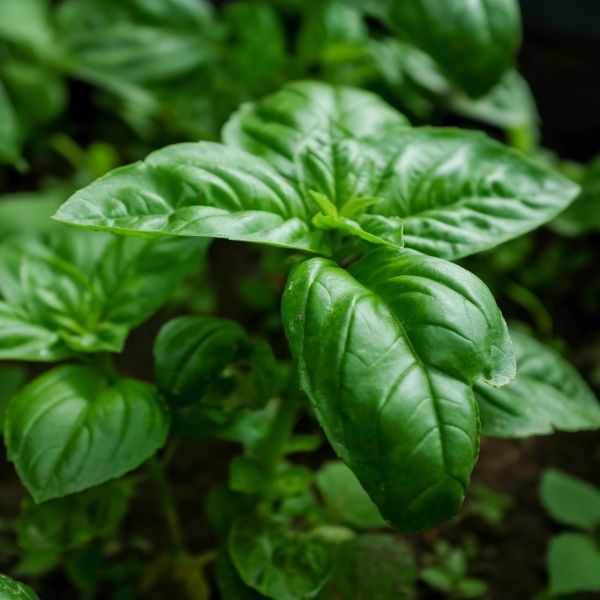 Top of a basil plant with a high detail of the texture on the leaves
