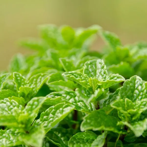 Top of a mint plant