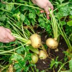 Turnips being harvested out of the ground