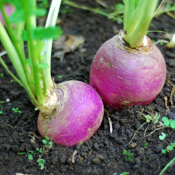 Two turnips growing side by side in dirt