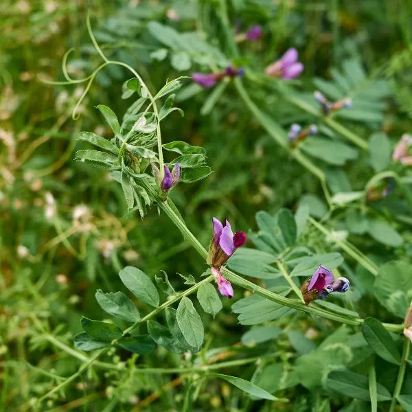 Vetch (Vicia sativa) plant with purple flowers