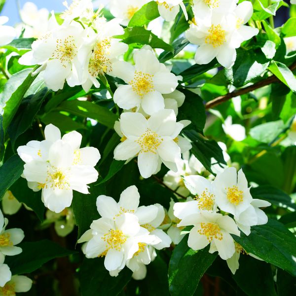 White Jasmine flowers with blue sky showing through leaves