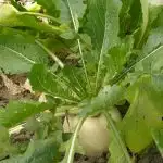 White organic turnip growing in central california