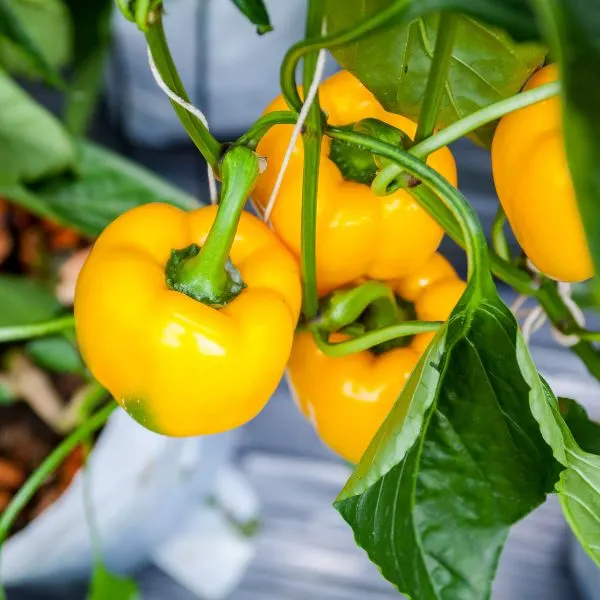 Yellow bell peppers hanging on a plant ready to be picked