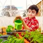 Young boy with checkered red shirt and a green watering can watering basil