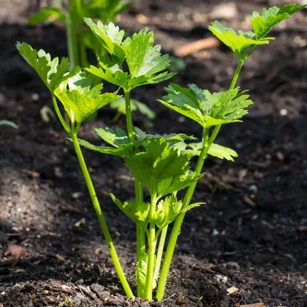 Young celery plant in garden