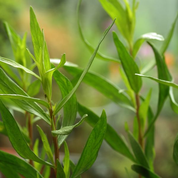 close up view of French Tarragon leaves