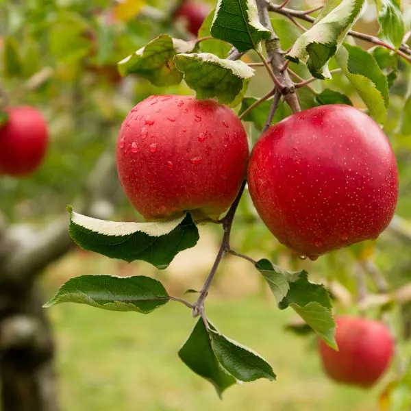 Apples hanging from Apple tree