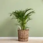 Areca Palm in a whicker basket with a green wall in the background