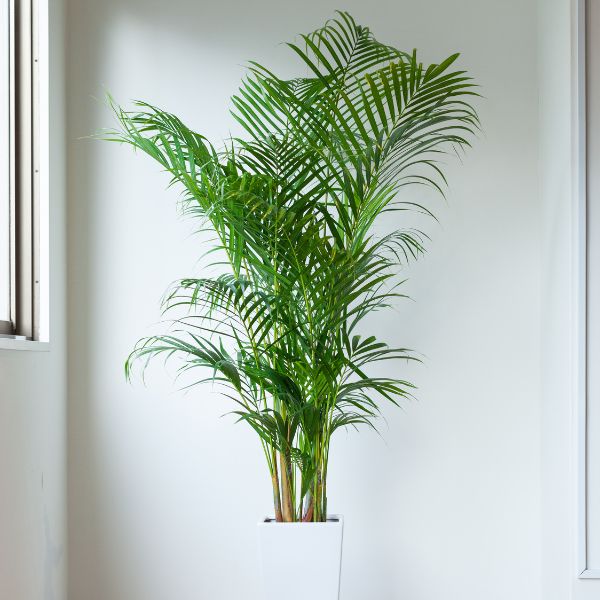 Areca Palm in white pot next to window with a white wall in the background