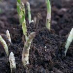 Asparagus protruding out of the ground growing