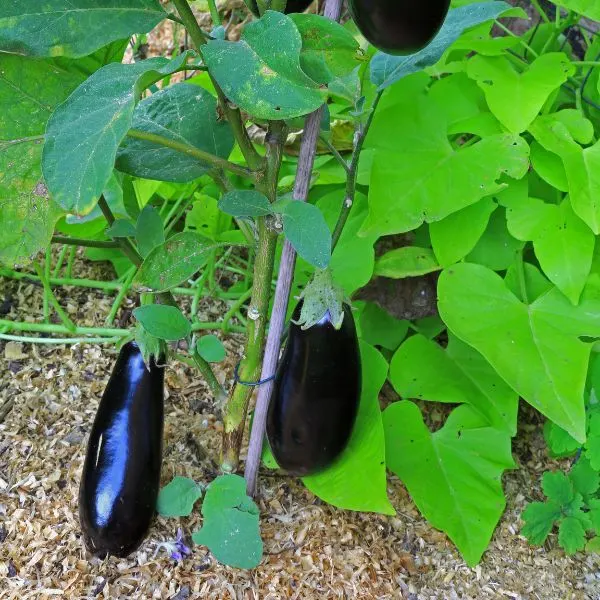 Aubergines on plant in garden ready to be picked